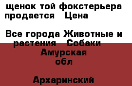 щенок той-фокстерьера продается › Цена ­ 25 000 - Все города Животные и растения » Собаки   . Амурская обл.,Архаринский р-н